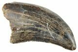 Serrated Tyrannosaur Tooth - Judith River Formation #263823-1